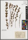 Foto von Salix purpurea L.
